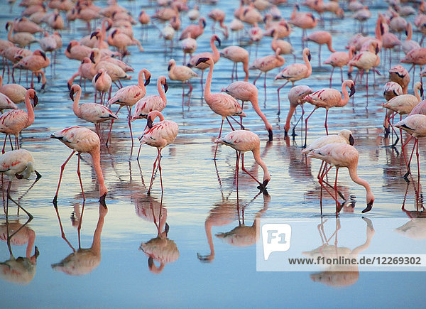 Spiegelung eines großen Schwarmes rosa Flamingos  die in einem See stehen.