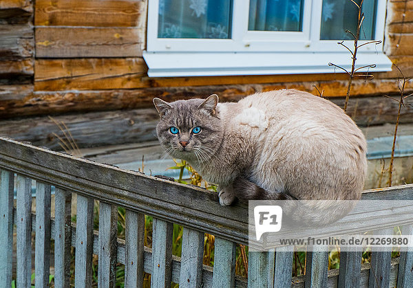 Porträt einer blauäugigen Katze  die auf einem Gartenzaun sitzt