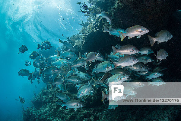 Unterwasseraufnahme eines Rotschnappers  der sich zur Paarung versammelt  Quintana Roo  Mexiko