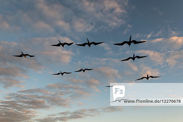 Great frigate birds (Fregata minor ridgwayi)  flying against blue sky  South Plaza Island  Galapagos Islands  Ecuador