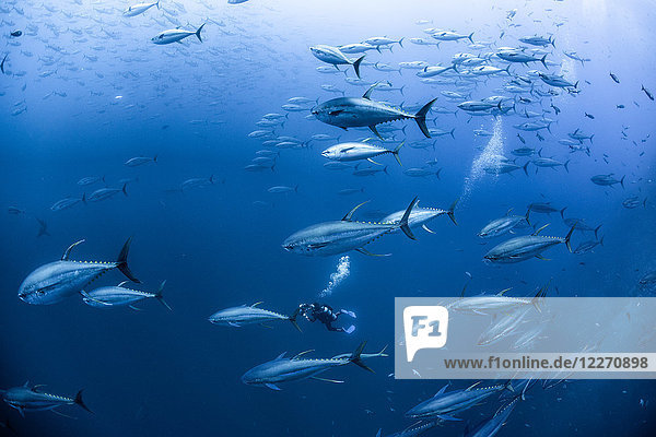 Diver with school of yellowfin tuna Revillagigedo Archipelago Tamaulipas Mexico