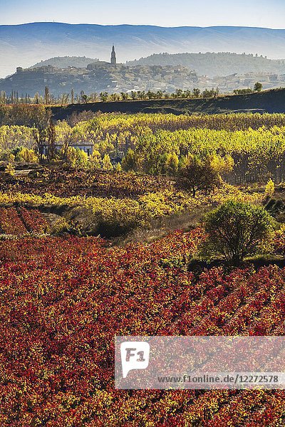 Vineyards in autum around Labastida in Rioja alavesa. In the background Briones village. La Rioja. Spain