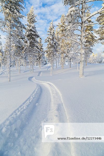 Snowmobile track in the snow with snowy spruce trees and blue skye with clouds and warm light  Gällivare  Swedish Lapland  Sweden.