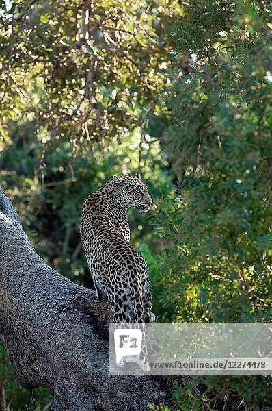 Kruger National Park. Leopard (Panthera pardus) descending from a tree. South Africa.