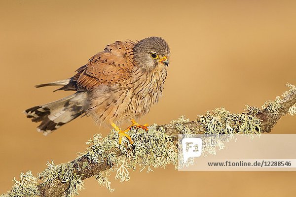 Common kestrel (Falco tinnunculus). Spain.
