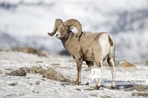 Rocky Mountain Bighorn Sheep ( Ovis canadensis )  male adult  ram in snow  winter  Yellowstone National Park  USA.
