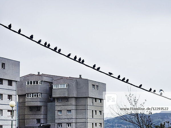 Birds perching on electric cable and tree in front of buildings