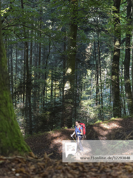 Woman on hiking tour in the Northern Black Forest  Bad Wildbad  Baden-Württemberg  Germany