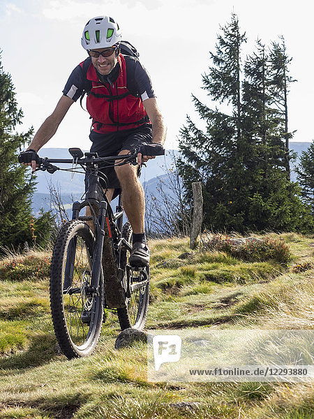 Mountain biker cycling on single trail on Ringelbuhlkopf  Alsace  France