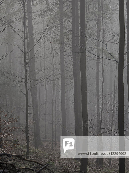 Silhouette von Bäumen bei Nebel im Schwarzwald  Baden-Württemberg  Deutschland