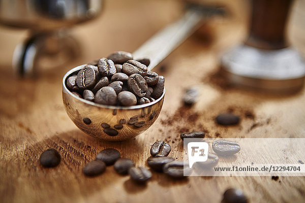 Close up roasted coffee beans in measuring cup scoop