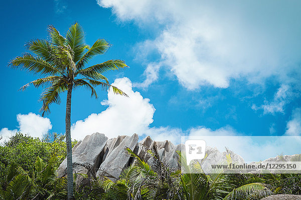 Tiefblick auf Felsen inmitten von Bäumen gegen den Himmel  Insel Grande Soeur  Seychellen