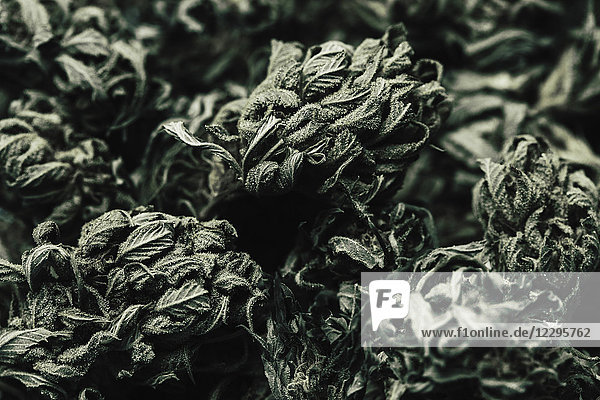 Vollbild-Aufnahme von Marihuana-Blättern