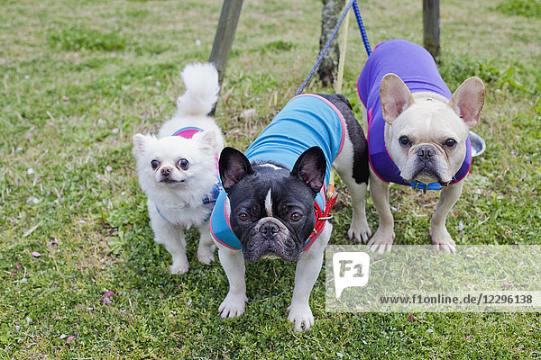 Porträt von Chihuahua und französischen Bulldoggen im Park