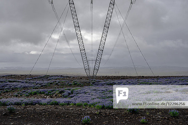 Strommast inmitten von Pflanzen auf dem Feld gegen den Himmel  Hochland  Island