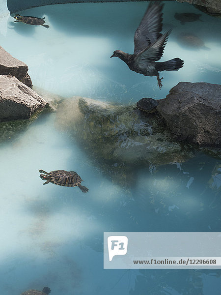 Taube fliegt über Schildkröte schwimmend im Wasser