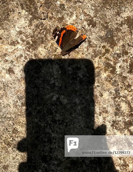 Abstrakter Schmetterling auf Smart Phone Schatten