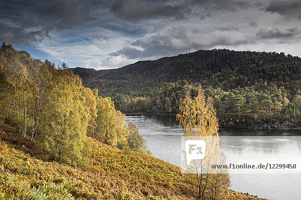 Tranquil glen landscape with autumn trees and river  Glen Affric  Scotland
