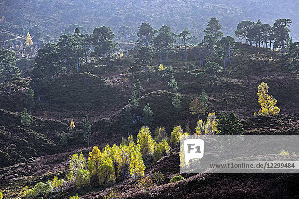 Autumn leaves turning color on trees in rolling landscape Glen Cannich Scotland