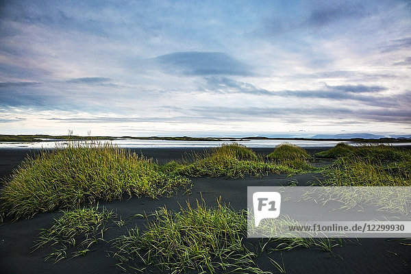 Green grass growing on remote  black sand beach  Stokksnes  Iceland