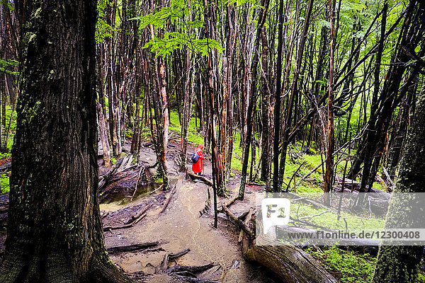 Backpacker hiking in forest in Torres Del Paine National Park  Chile