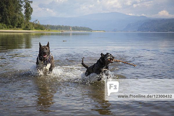 Zwei schwarze Hunde spielen im Columbia River  Portland  Oregon  USA