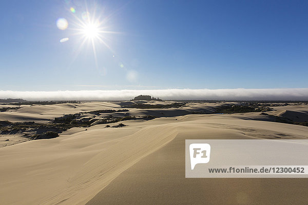 Schöne Naturlandschaft mit Sanddünen unter strahlender Sonne  Oregon Dunes National Recreation Area  Oregon  USA