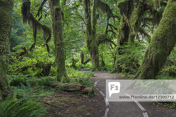 Weg durch die Hall of Mosses durch den Regenwald im Olympic National Park  Forks  Washington State  USA
