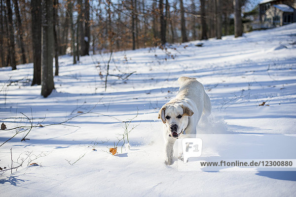 Vorderansicht eines einzelnen Labrador-Retriever-Hundes,  der im Winter durch den Schnee läuft