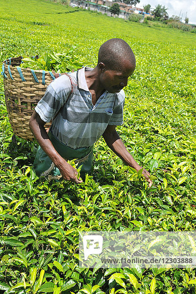 Teepflücken in Tansania.