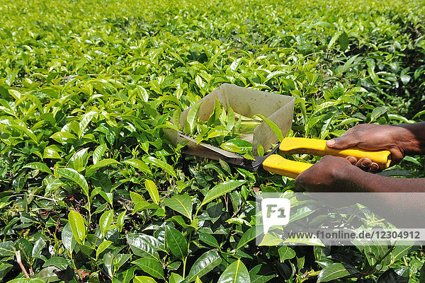 Teepflücken in Tansania.