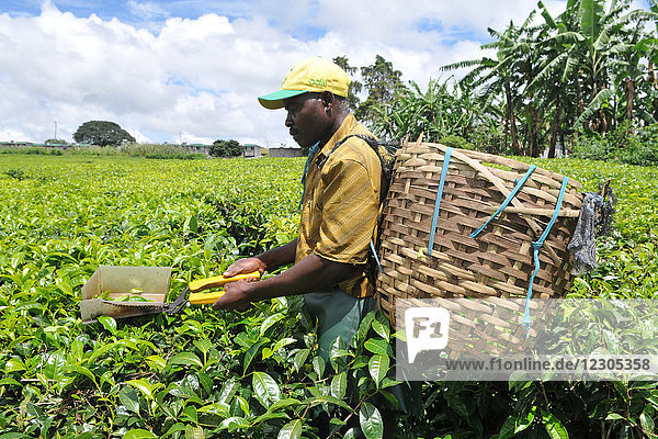 Tea picking in Tanzania.