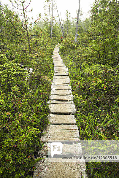 Entfernte Aufnahme einer Rucksacktouristin beim Wandern entlang der Uferpromenade  West Coast Trail  Pacific Rim National Park auf Vancouver Island  British Columbia  Kanada