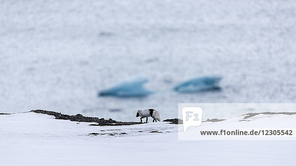 Seitenansicht eines einsamen Polarfuchses (Alopex lagopus)  der auf Schnee läuft  mit dem Nordpolarmeer im Hintergrund  Ny-Alesund  Spitzbergen  Svalbard und Jan Mayen  Norwegen
