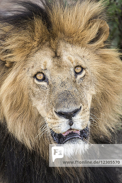 Kopfschuss eines männlichen Löwen (Panthera leo)  der in die Kamera schaut  Masai Mara National Reserve  Kenia