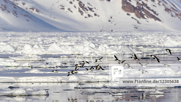 Arktisches Naturfoto eines Schwarmes von Zwergalken (Alle alle)  die über das Packeis fliegen  Raudfjorden  Spitzbergen  Svalbard und Jan Mayen  Norwegen