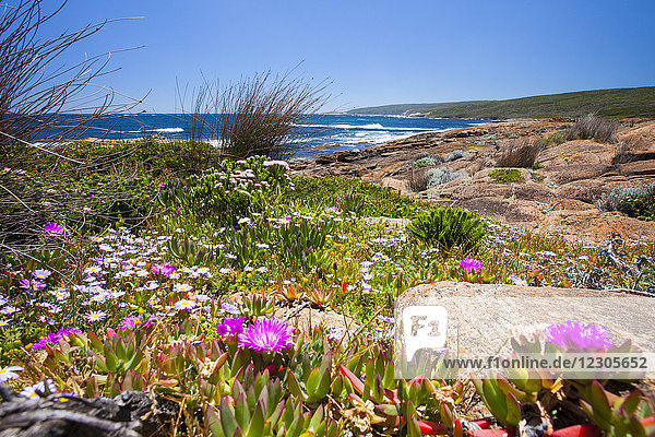 Landschaftliche Ansicht von Wildblumen an der Küste von Cape Naturaliste  Westaustralien
