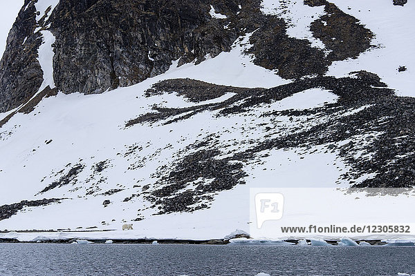 Schönes arktisches Naturfoto eines einzelnen Eisbären (Ursus maritimus) in verschneiter und felsiger arktischer Landschaft  Spitzbergen  Svalbard und Jan Mayen  Norwegen