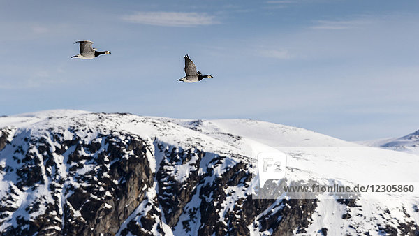 Arktische Naturfotografie mit Seitenansicht von zwei Nonnengänsen (Branta leucopsis)  die über schneebedeckte Berge fliegen  Raudfjorden  Spitzbergen  Svalbard und Jan Mayen  Norwegen