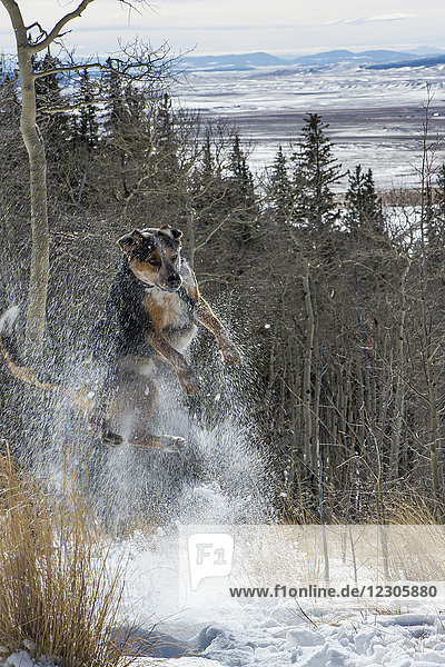 Australian cattle dog jumping on snow to catch snowball  Colorado  USA