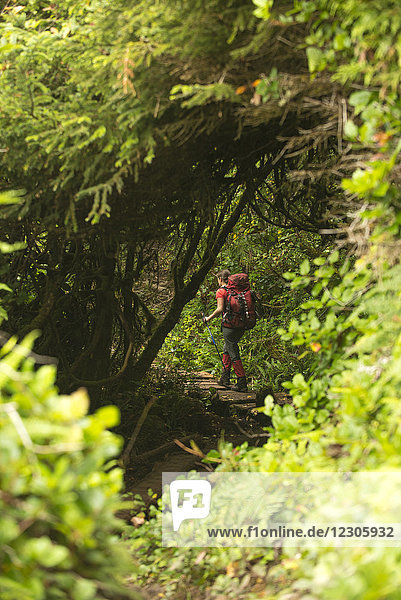 Rückansicht einer Rucksacktouristin  die auf dem Wanderweg durch den Wald geht  während sie auf dem West Coast Trail  Pacific Rim National Park auf Vancouver Island  British Columbia  Kanada  wandert