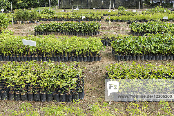 Baum- und Pflanzensetzlinge für ein ökologisches Wiederaufforstungsprojekt im Atlantischen Regenwald  Ökologisches Reservat Guapiacu  Bundesstaat Rio de Janeiro  Brasilien