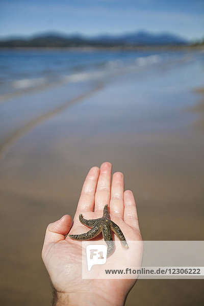 Close-up of hand of person holding starfish at beach