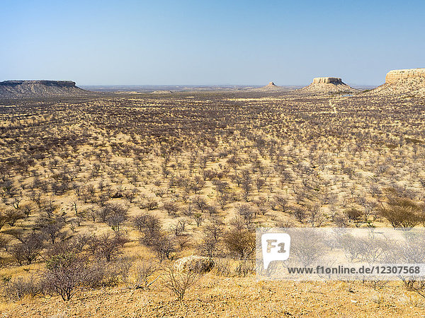 Afrika  Namibia  Damaraland  Buschland
