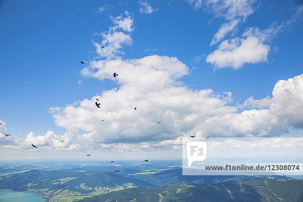 Austria  flying birds