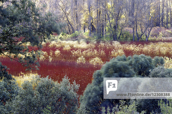 Spanien  Weidenanbau in Canamares im Herbst
