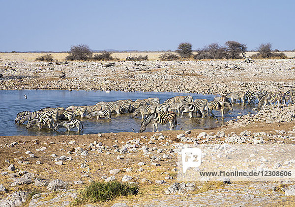 Afrika  Namibia  Etosha Nationalpark  Ebenenzebras am Wasserloch  Equus quagga