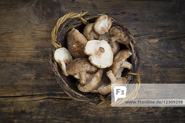 Bio Shitake-Pilze auf dunklem Holz