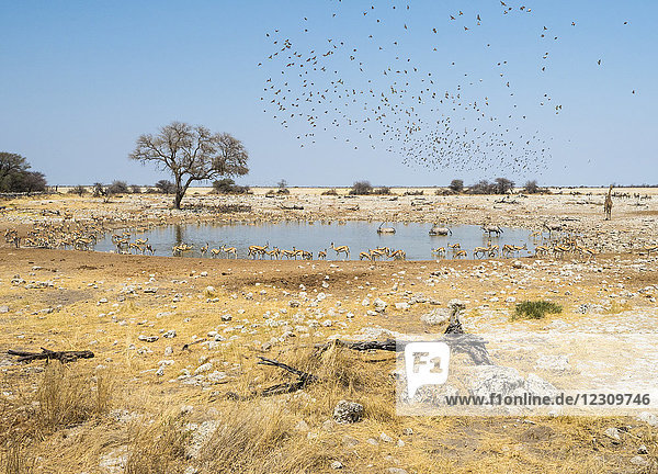 Afrika  Namibia  Etosha Nationalpark  Okaukuejo  Wasserloch