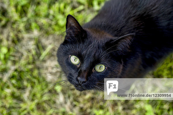 Porträt einer schwarzen Katze auf einer Wiese